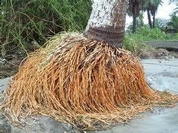 棕櫚樹根 鴛鴦寓意